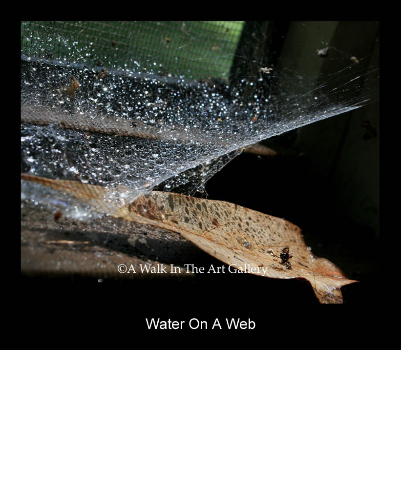 Water On A Web